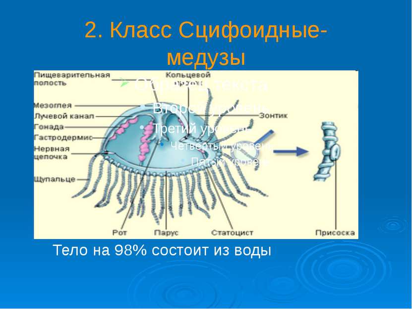 2. Класс Сцифоидные- медузы Тело на 98% состоит из воды