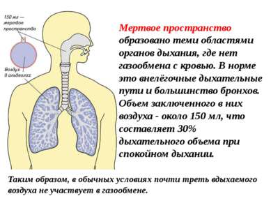 Мертвое пространство образовано теми областями органов дыхания, где нет газоо...