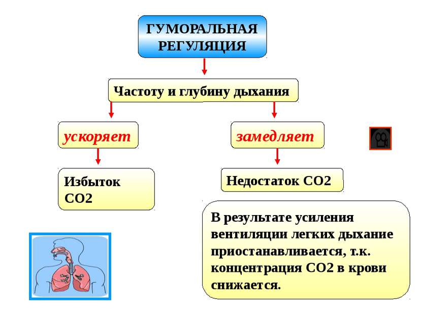 ГУМОРАЛЬНАЯ РЕГУЛЯЦИЯ Частоту и глубину дыхания ускоряет Избыток CO2 замедляе...