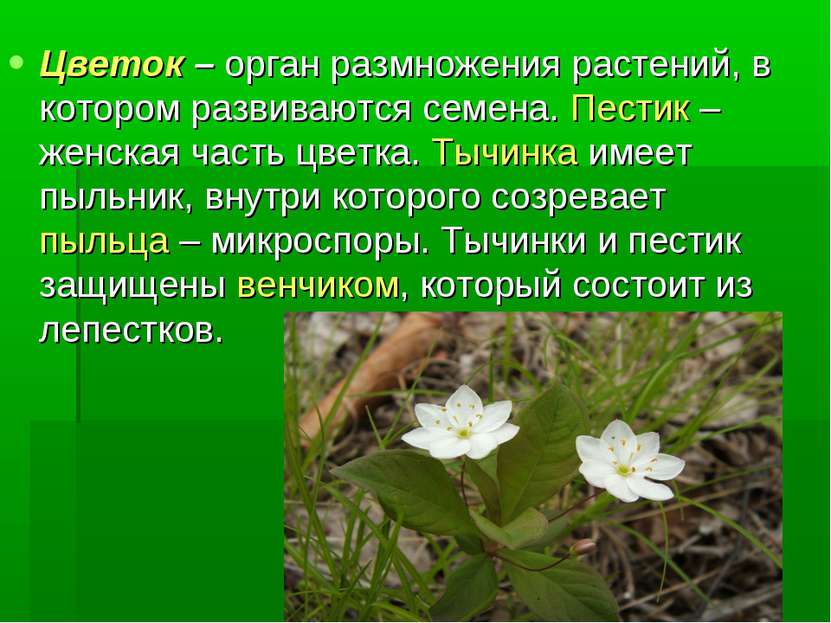 Цветок – орган размножения растений, в котором развиваются семена. Пестик – ж...