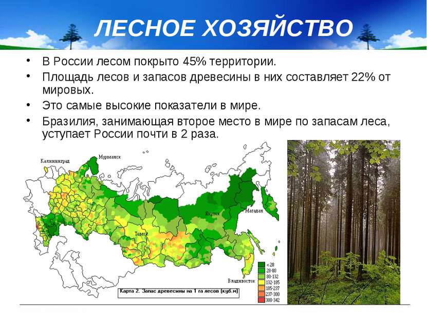 ЛЕСНОЕ ХОЗЯЙСТВО В России лесом покрыто 45% территории. Площадь лесов и запас...