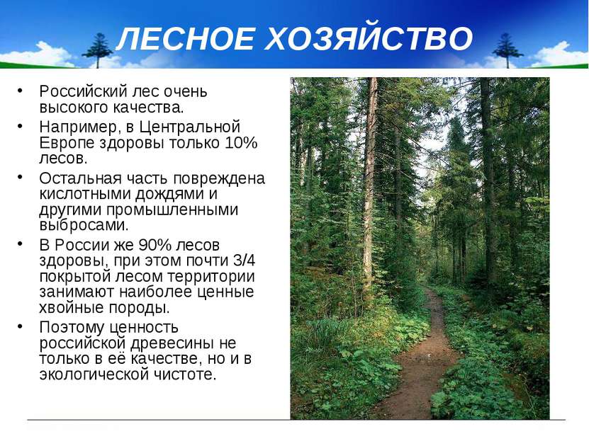 ЛЕСНОЕ ХОЗЯЙСТВО Российский лес очень высокого качества. Например, в Централь...