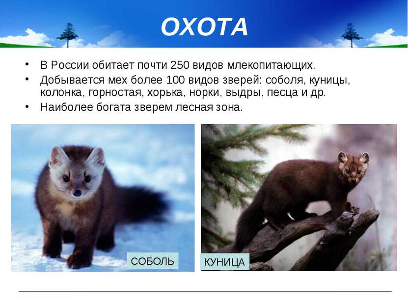 ОХОТА В России обитает почти 250 видов млекопитающих. Добывается мех более 10...