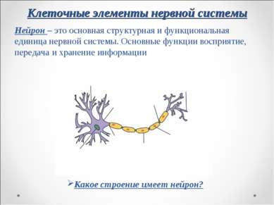 Клеточные элементы нервной системы Нейрон – это основная структурная и функци...