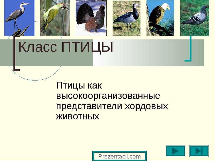 Класс ПТИЦЫ Птицы как высокоорганизованные представители хордовых животных Pr...