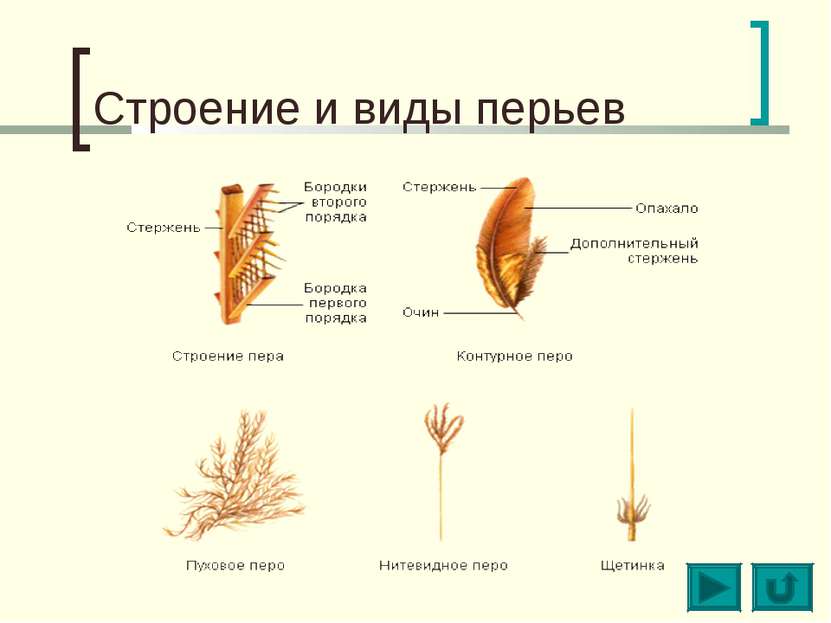 Строение и виды перьев