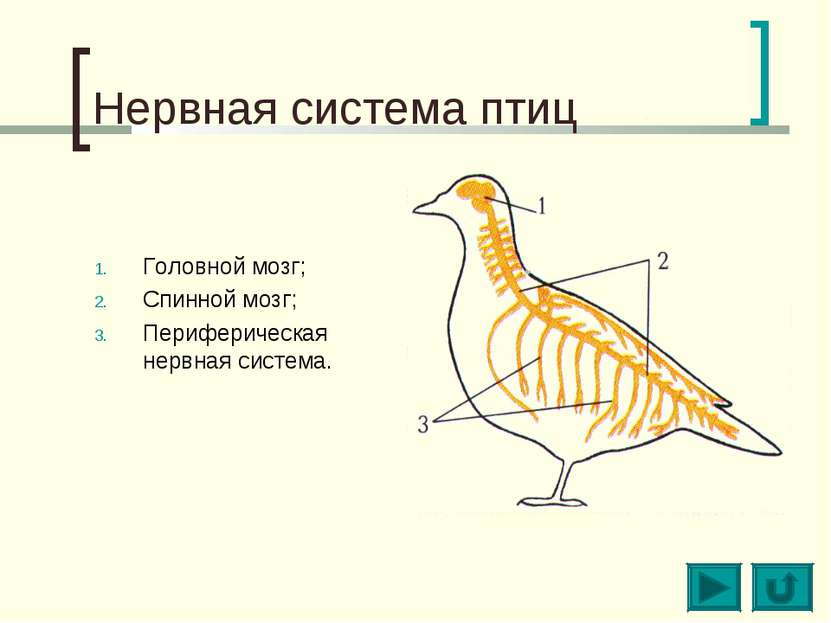 Нервная система птиц Головной мозг; Спинной мозг; Периферическая нервная сист...