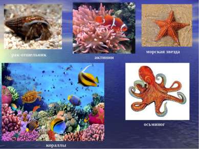 рак-отшельник морская звезда актинии осьминог кораллы
