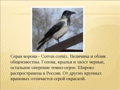 Серая ворона - Corvus cornix. Величина и облик общеизвестны. Голова, крылья и...