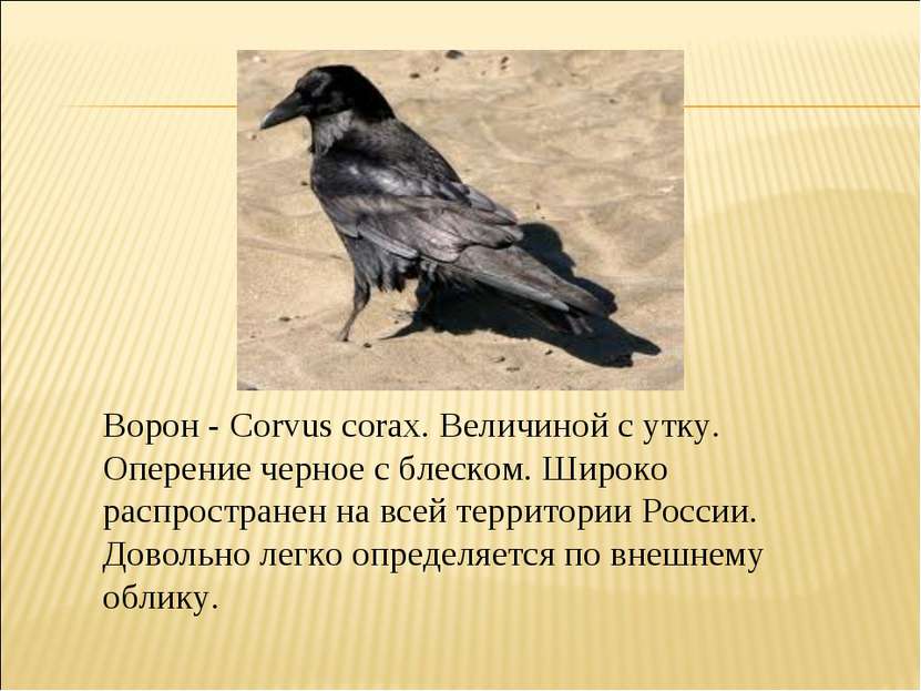 Ворон - Corvus corax. Величиной с утку. Оперение черное с блеском. Широко рас...