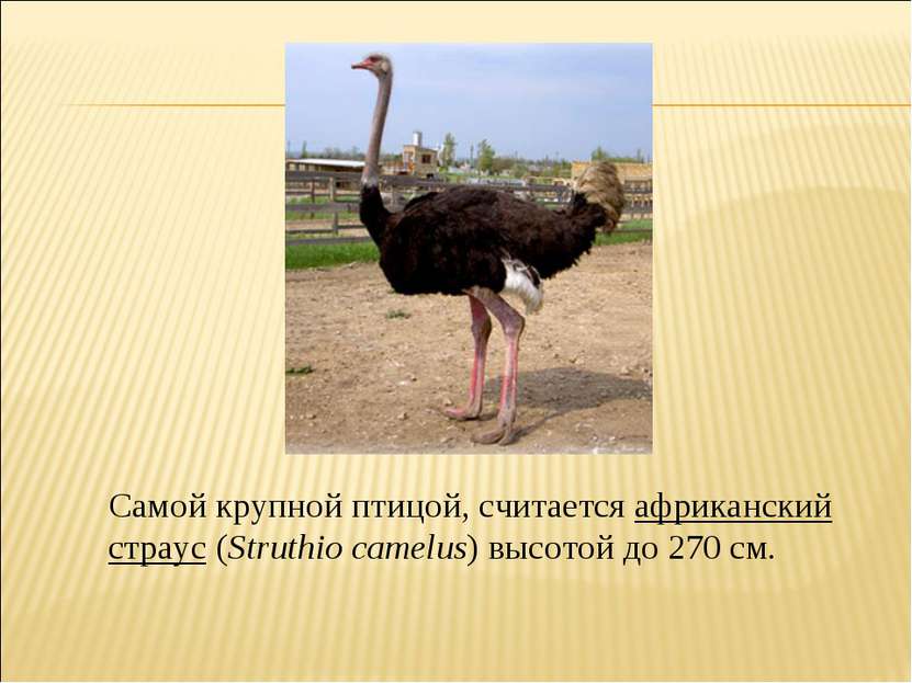 Самой крупной птицой, считается африканский страус (Struthio camelus) высотой...