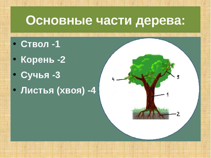 Основные части дерева: Ствол -1 Корень -2 Сучья -3 Листья (хвоя) -4