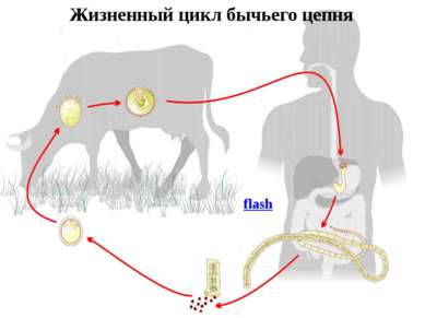 Жизненный цикл бычьего цепня flash