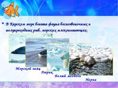 В Карском море богата фауна беспозвоночных и полупроходных рыб, морских млеко...