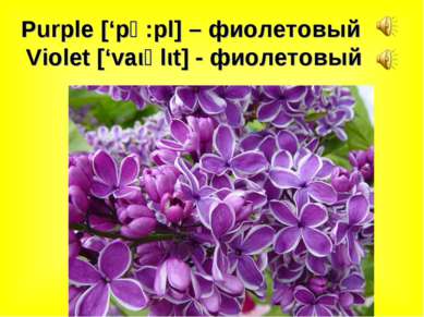Purple [‘pә:pl] – фиолетовый Violet [‘vaιәlιt] - фиолетовый