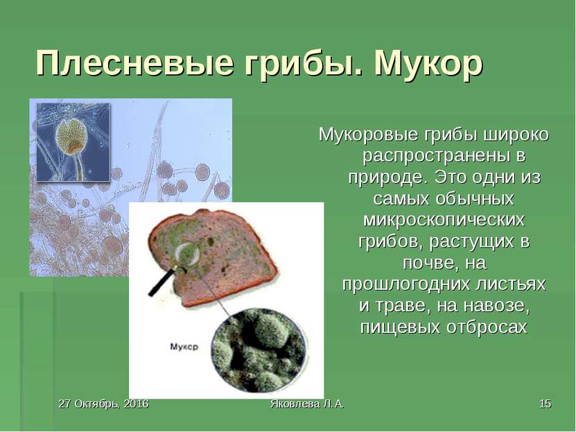 * Яковлева Л.А. * Плесневые грибы. Мукор Мукоровые грибы широко распространен...