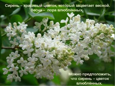 Сирень – красивый цветок, который зацветает весной. Весна – пора влюблённых. ...