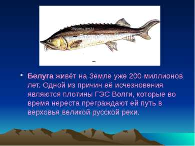 Белуга живёт на Земле уже 200 миллионов лет. Одной из причин её исчезновения ...