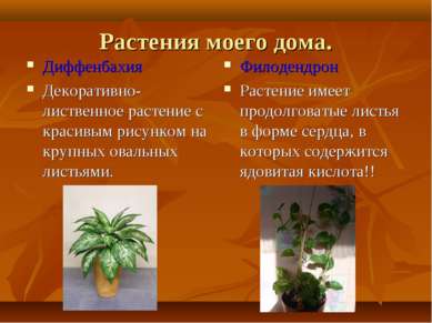 Растения моего дома. Диффенбахия Декоративно-лиственное растение с красивым р...