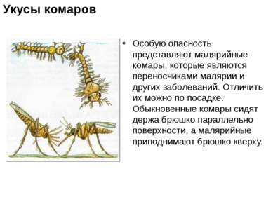 Особую опасность представляют малярийные комары, которые являются переносчика...