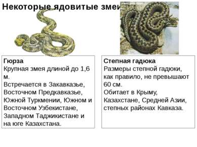 Гюрза Крупная змея длиной до 1,6 м. Встречается в Закавказье, Восточном Предк...