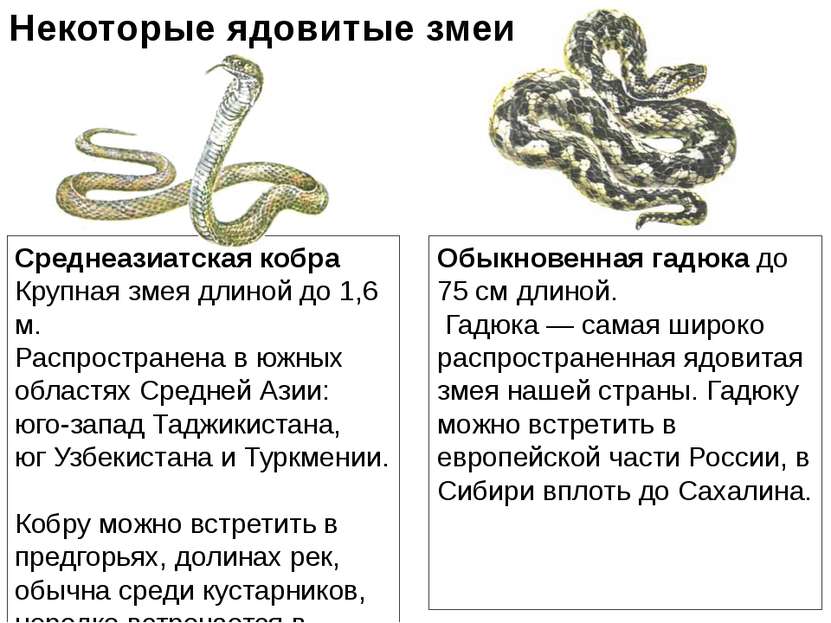 Среднеазиатская кобра Крупная змея длиной до 1,6 м. Распространена в южных об...