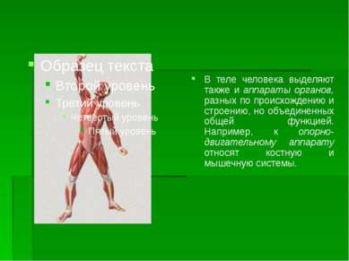 В теле человека выделяют также и аппараты органов, разных по происхождению и ...