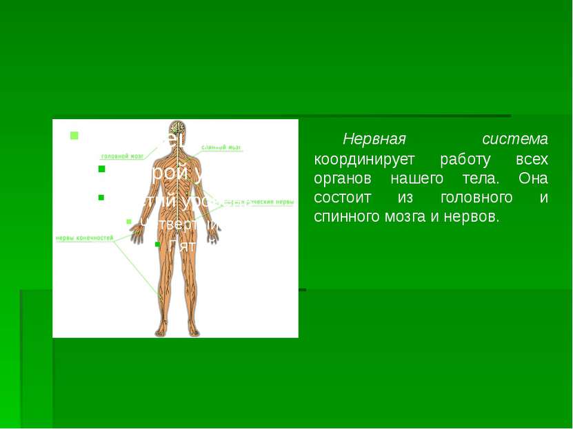 Нервная система координирует работу всех органов нашего тела. Она состоит из ...