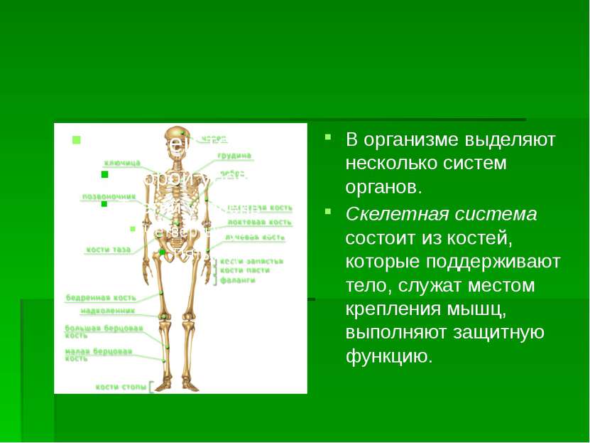 В организме выделяют несколько систем органов. Скелетная система состоит из к...