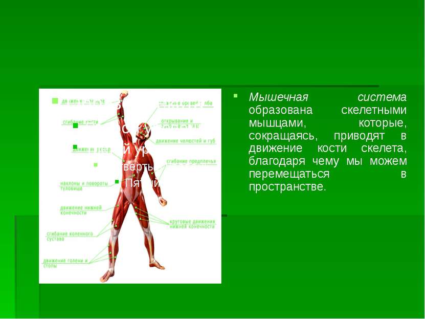 Мышечная система образована скелетными мышцами, которые, сокращаясь, приводят...