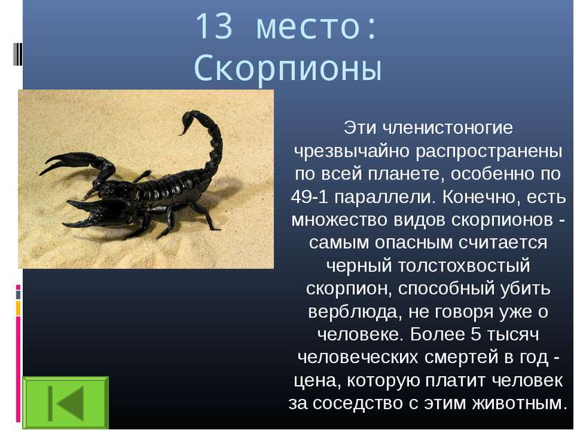 13 место: Скорпионы Эти членистоногие чрезвычайно распространены по всей план...