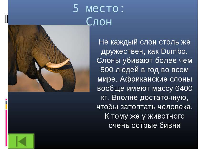 5 место: Слон Не каждый слон столь же дружествен, как Dumbo. Слоны убивают бо...