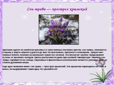 Сон-трава — прострел крымский Цветение одного из наиболее красивых и таинстве...