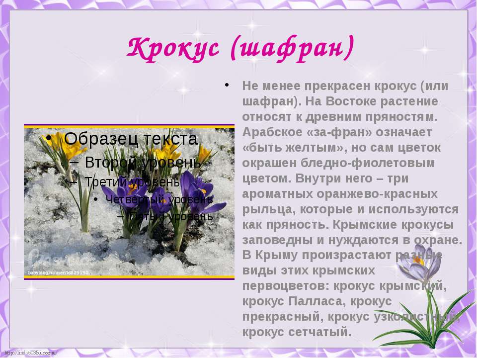 Почему именно крокус выбрали. Крокус (Шафран) первоцвет. Крокус Шафран Крымский. Первоцветы крокусы. Название первых весенних цветов.