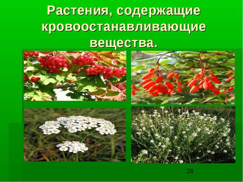 Растения, содержащие кровоостанавливающие вещества.