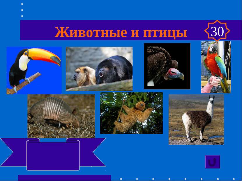 Животные и птицы Тукан, ревун кондор, ара, лама броненосец, ленивец 30
