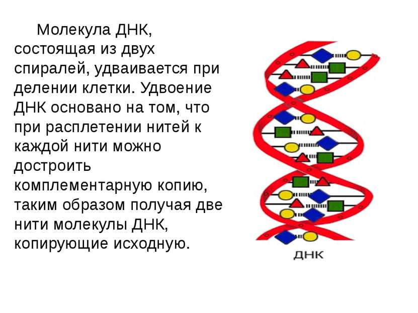 Молекула ДНК, состоящая из двух спиралей, удваивается при делении клетки. Удв...