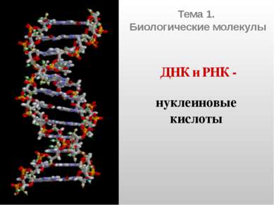 Тема 1. Биологические молекулы ДНК и РНК - нуклеиновые кислоты