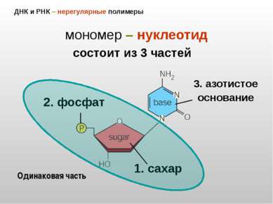 ДНК и РНК – нерегулярные полимеры мономер – нуклеотид 2. фосфат 1. сахар 3. а...