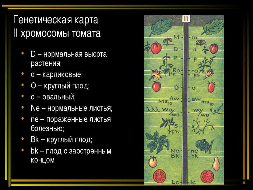 Генетическая карта II хромосомы томата D – нормальная высота растения; d – ка...