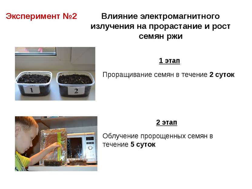 Эксперимент №2 Влияние электромагнитного излучения на прорастание и рост семя...