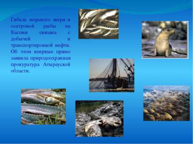 Гибель морского зверя и осетровой рыбы на Каспии связана с добычей и транспор...