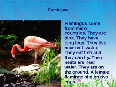 * Flamingos. Flamingos come from many countries. They are pink. They have lon...