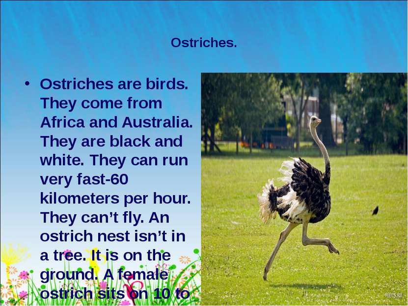 * Ostriches. Ostriches are birds. They come from Africa and Australia. They a...