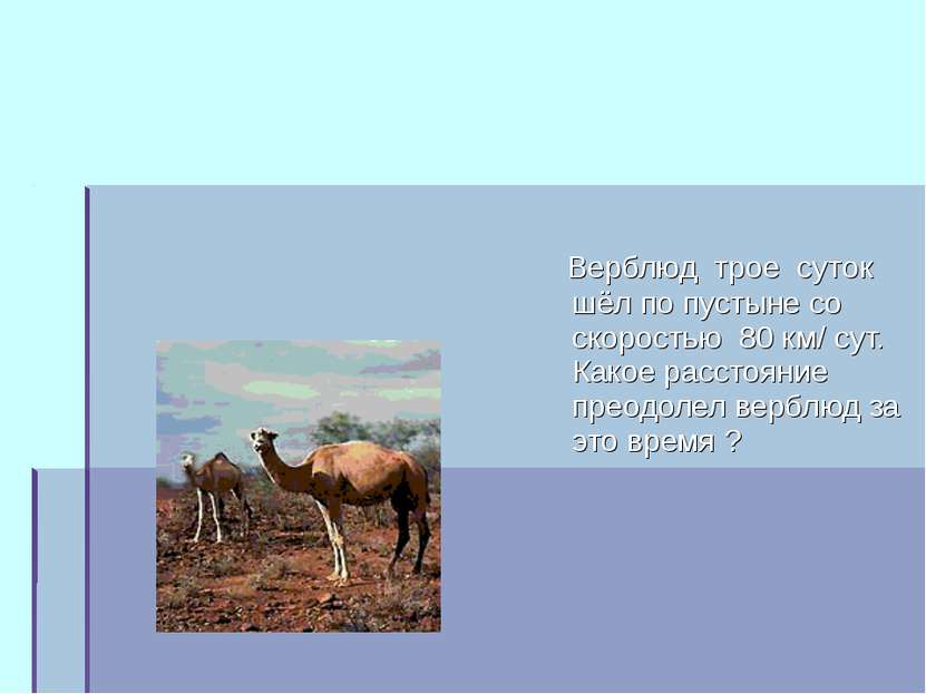 Верблюд трое суток шёл по пустыне со скоростью 80 км/ сут. Какое расстояние п...