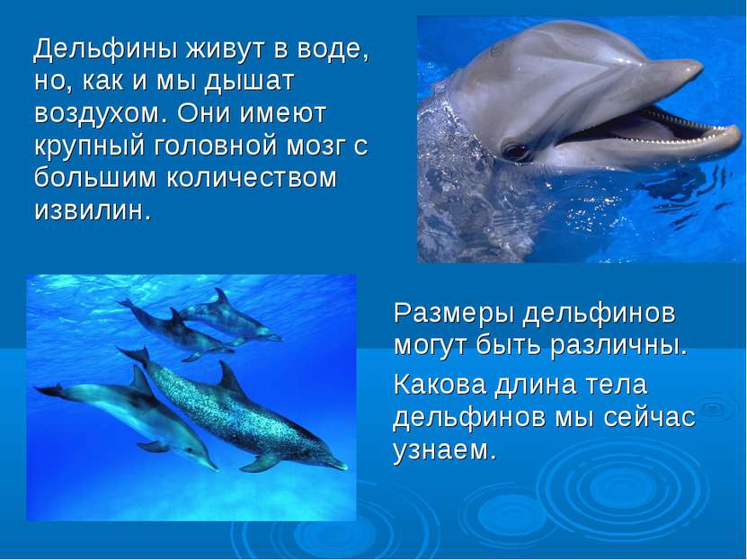 Размеры дельфинов могут быть различны. Какова длина тела дельфинов мы сейчас ...