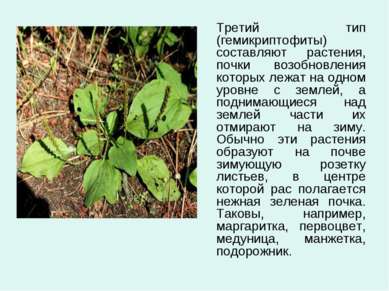 Третий тип (гемикриптофиты) составляют растения, почки возобновления которых ...