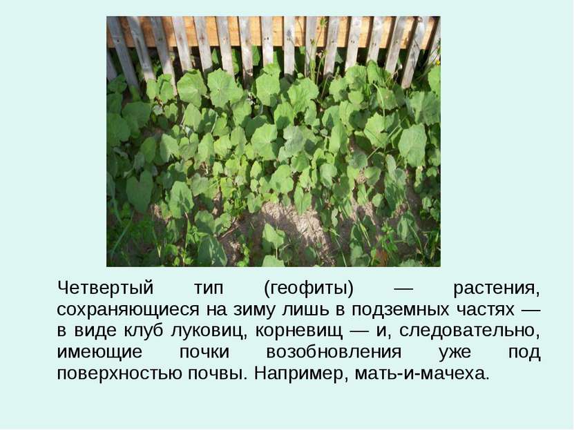 Четвертый тип (геофиты) — растения, сохраняющиеся на зиму лишь в подземных ча...