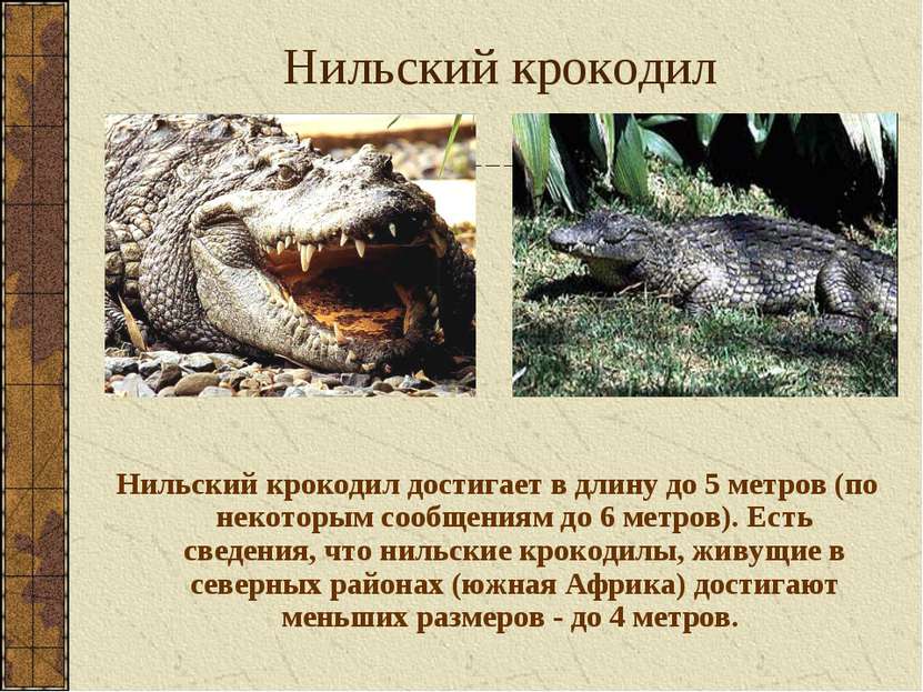 Нильский крокодил Нильский крокодил достигает в длину до 5 метров (по некотор...