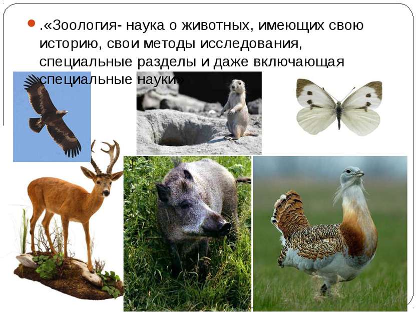 .«Зоология- наука о животных, имеющих свою историю, свои методы исследования,...